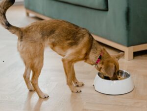 狗狗換飼料拉肚子-封面-狗狗在碗前吃飼料