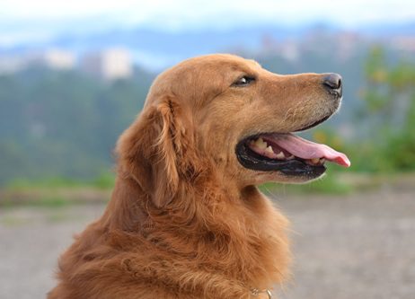 健康有活力的黃金獵犬，展現狗狗免疫力良好時的精神狀態