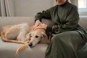 飼主與狗狗在家中互動，展現穩定作息與陪伴對狗狗防禦力的重要性