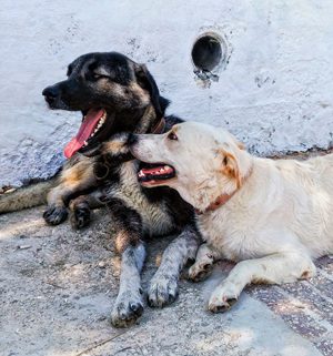 狗狗戶外休息，適度休息與觀察是關節保養的重要一環