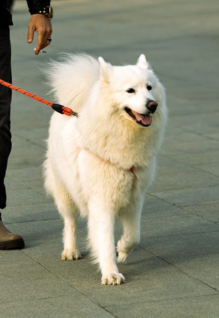 狗狗在戶外散步,關節活動力是日常健康觀察重點