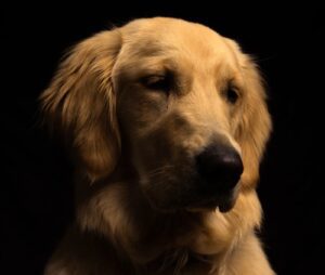 黃金獵犬特寫肖像，展現健康有神的口腔與精神狀態