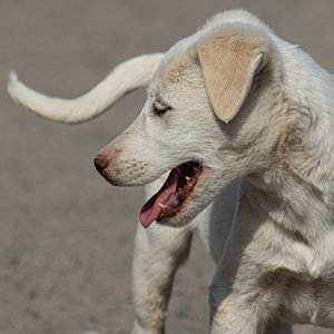 黃金獵犬幼犬戶外特寫肖像，代表不同生命階段適合不同的口腔保健品類型