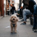 狗膝關節異位開刀費用-封面-貴賓犬在街上行走