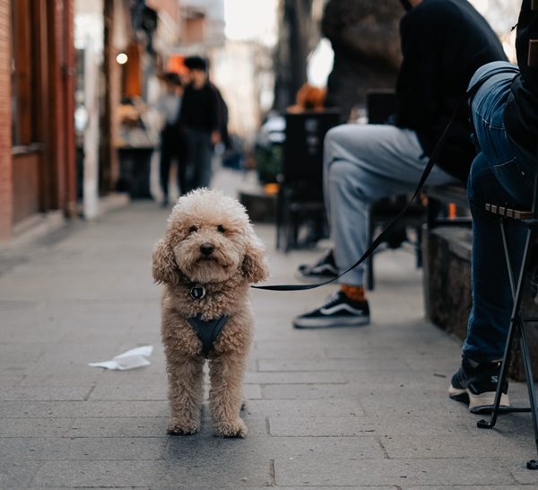 狗膝關節異位開刀費用-封面-貴賓犬在街上行走