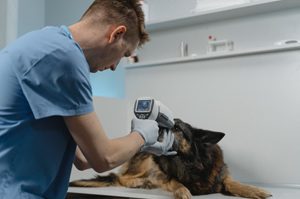 狗膝關節異位開刀費用-獸醫師為狗狗進行關節檢查