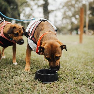 兩隻狗狗在公園裡喝水，代表飲水量會直接影響大便形狀是否偏硬