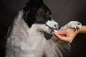 人手溫柔握著狗狗的腳掌，代表選擇保健品時飼主用心照顧毛孩的心意