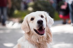 飼主在戶外與狗狗互動玩耍，展現觀察抓癢時機與環境誘因的情境