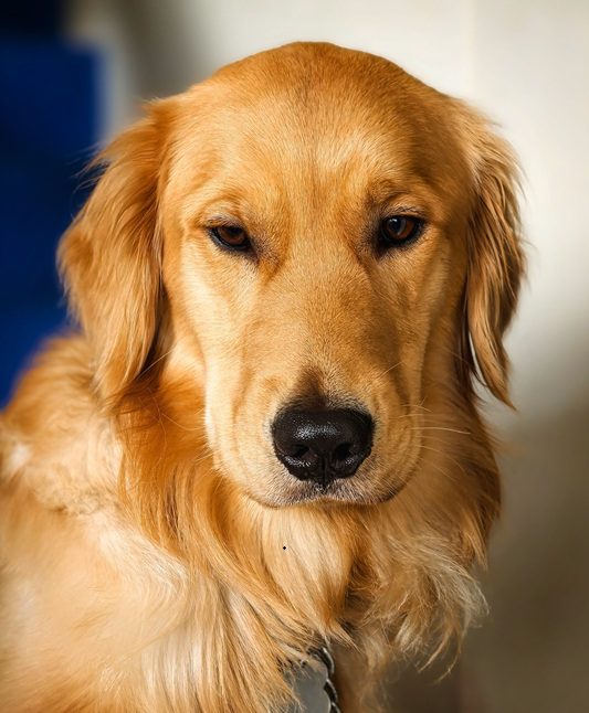 狗狗皮膚病有哪些-封面-黃金獵犬柔亮毛髮特寫