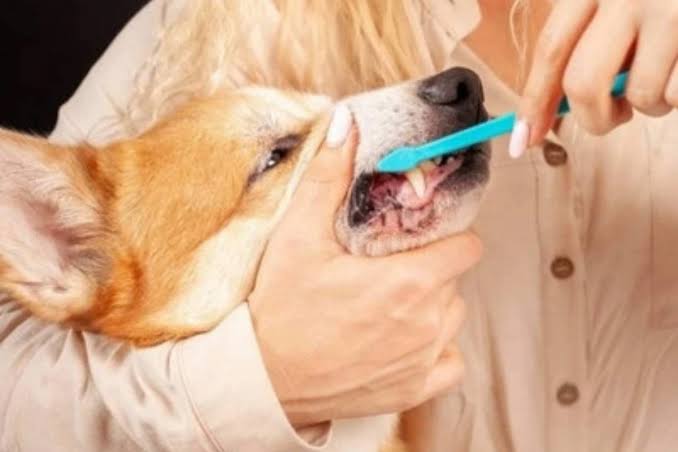 飼主每日為狗狗刷牙，建立口腔清潔日常習慣，有效預防牙周病