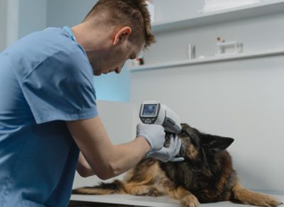 狗狗洗牙費用-獸醫師為狗狗進行術前健康檢查