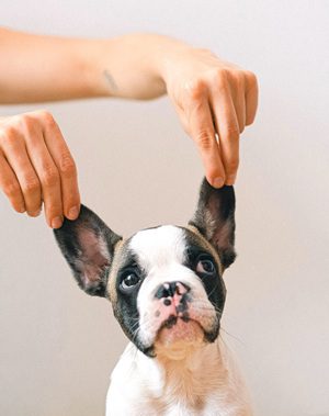 法鬥皮膚過敏-飼主檢查法鬥犬臉部皺褶