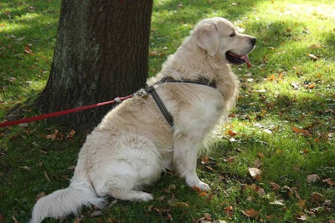飼主牽著黃金獵犬進行平地散步，採用低衝擊方式保護髖關節健康