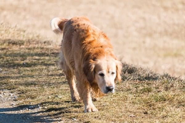 黃金獵犬常見健康問題包括髖關節發育不良，是大型犬的遺傳性好發疾病