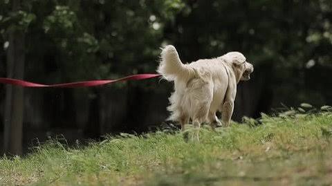 黃金獵犬幼犬進行適齡的短程散步，建立正確的低衝擊運動習慣