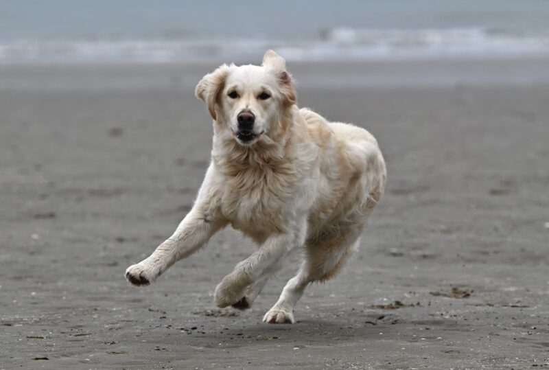 黃金獵犬幼犬在沙灘上奔跑，說明幼犬期骨骼仍在發育階段
