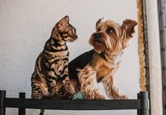 孟加拉貓與約克夏犬並肩坐在窗邊，展現犬貓日常腸道保養的共同需求