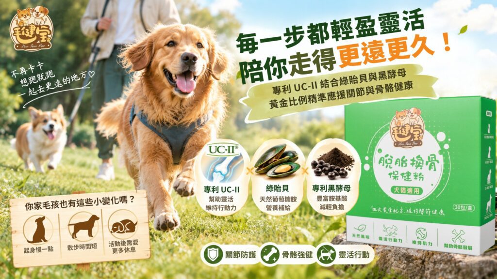 黃金獵犬躍起奔跑展現關節有力，搭配毛健寶脫胎換骨保健粉與UC-II、紐西蘭綠貽貝成分